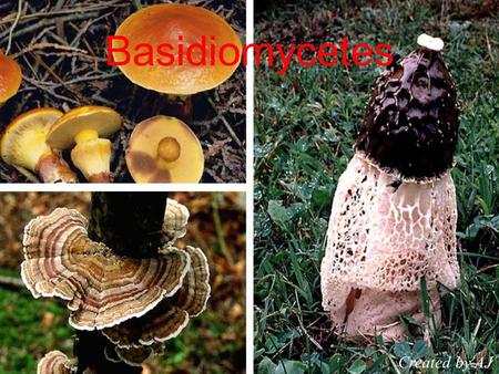 Basidiomycetes Created by AJ.