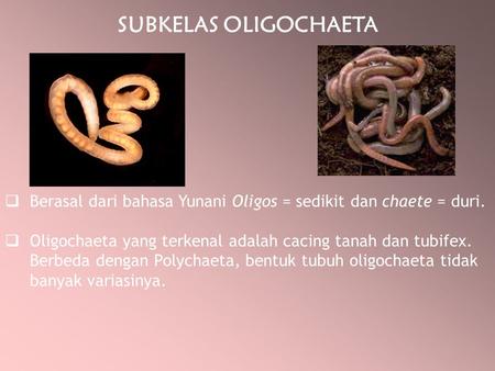 SUBKELAS OLIGOCHAETA Berasal dari bahasa Yunani Oligos = sedikit dan chaete = duri. Oligochaeta yang terkenal adalah cacing tanah dan tubifex. Berbeda.