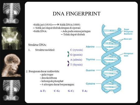 DNA FINGERPRINT Struktur DNA: Sidik jari (1930)----- Sidik DNA (1989)