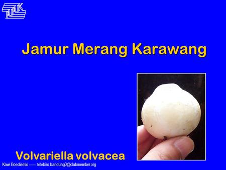 Jamur Merang Karawang Volvariella volvacea