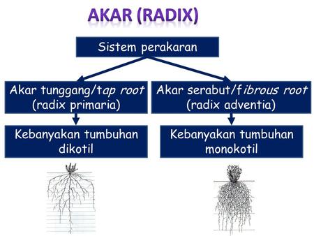 AKAR (RADIX) Sistem perakaran Akar tunggang/tap root (radix primaria)