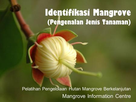 Identifikasi Mangrove (Pengenalan Jenis Tanaman)