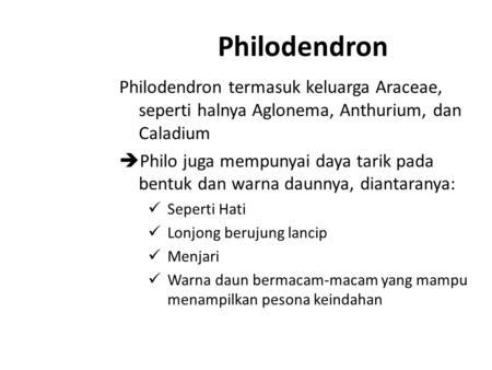 Philodendron Philodendron termasuk keluarga Araceae, seperti halnya Aglonema, Anthurium, dan Caladium Philo juga mempunyai daya tarik pada bentuk dan.