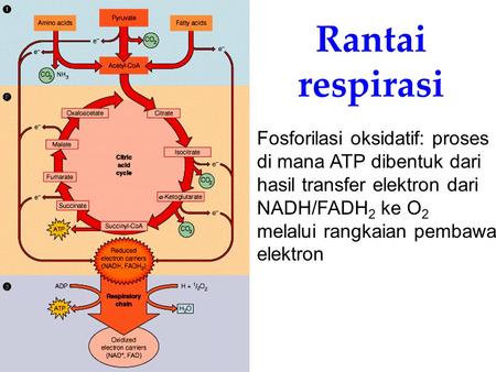 Rantai respirasi Fosforilasi oksidatif: proses di mana ATP dibentuk dari hasil transfer elektron dari NADH/FADH2 ke O2 melalui rangkaian pembawa elektron.