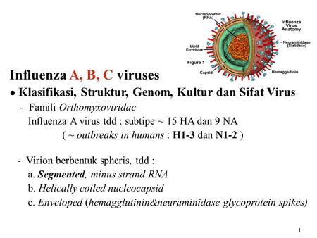 Influenza A, B, C viruses ● Klasifikasi, Struktur, Genom, Kultur dan Sifat Virus - Famili Orthomyxoviridae Influenza A virus tdd : subtipe ~ 15 HA dan.