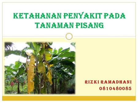 KETAHANAN PENYAKIT PADA TANAMAN PISANG