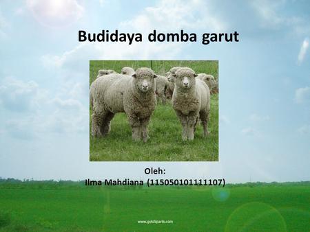 Budidaya domba garut Oleh: Ilma Mahdiana	(115050101111107)