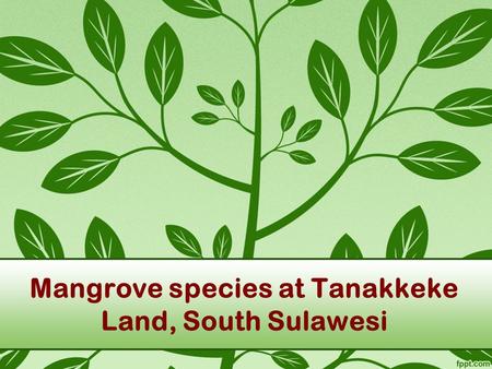 Mangrove species at Tanakkeke Land, South Sulawesi