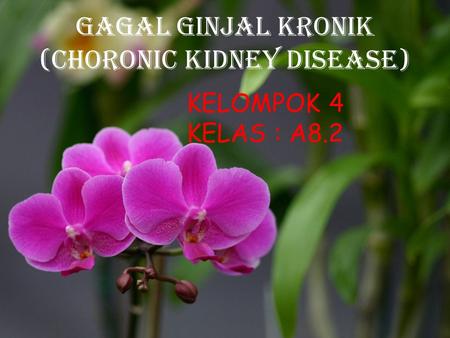 GAGAL GINJAL KRONIk (CHORONIC KIDNEY DISEASE)
