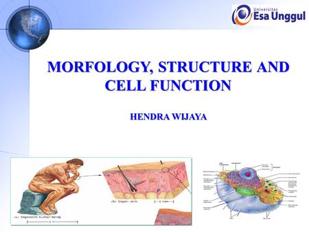 MORFOLOGY, STRUCTURE AND CELL FUNCTION