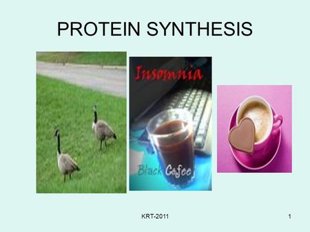 PROTEIN SYNTHESIS KRT-2011.