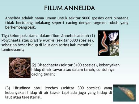 FILUM ANNELIDA Annelida adalah nama umum untuk sekitar 9000 spesies dari binatang tidak bertulang belakang seperti cacing dengan segmen tubuh yang berkembang.