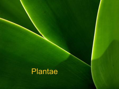 Plantae.