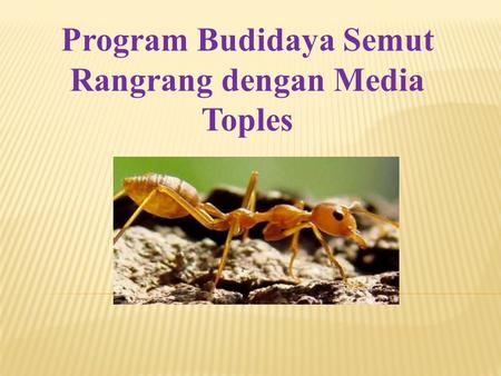 Program Budidaya Semut Rangrang dengan Media Toples