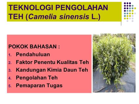 TEKNOLOGI PENGOLAHAN TEH (Camelia sinensis L.)