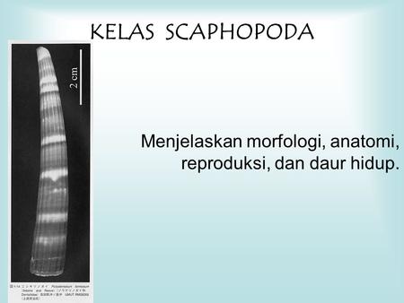KELAS SCAPHOPODA Menjelaskan morfologi, anatomi, reproduksi, dan daur hidup.