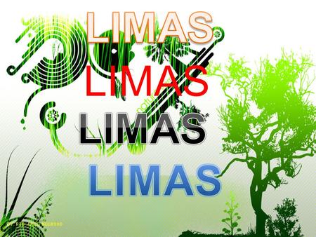 LIMAS LIMAS LIMAS LIMAS BY: RIO ARIS NUGROHO.