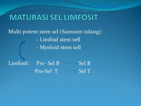 MATURASI SEL LIMFOSIT Multi potent stem sel (Sumsum tulang):