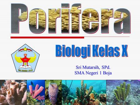 Porifera Biologi Kelas X Sri Mutarsih, SPd. SMA Negeri 1 Boja.