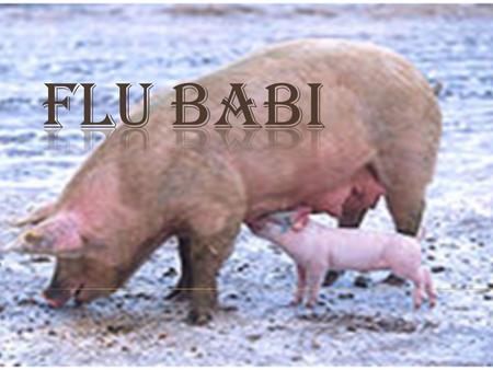 ` Flu babi (Inggris:Swine influenza) adalah kasus-kasus influensa yang disebabkan oleh virus Orthomyxoviridae yang endemik pada populasi babi. Galur virus.