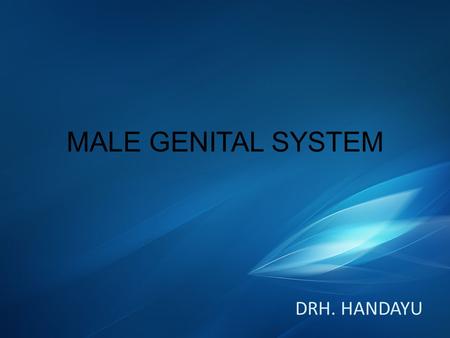 MALE GENITAL SYSTEM DRH. HANDAYU.