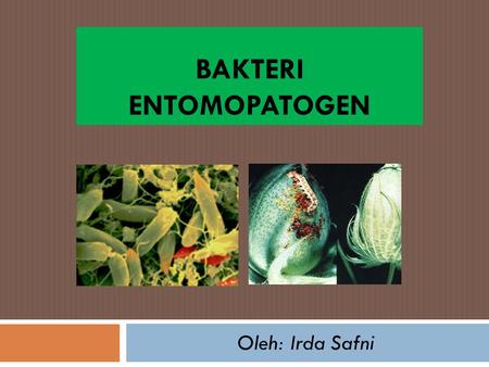 Bakteri Entomopatogen