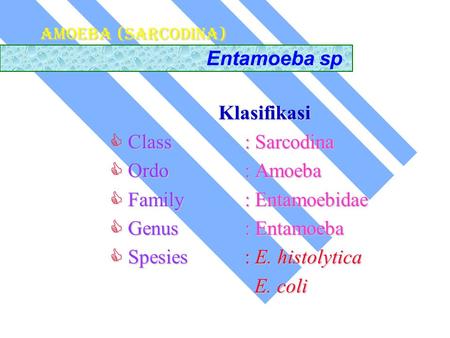  Family : Entamoebidae  Genus : Entamoeba  Spesies : E. histolytica
