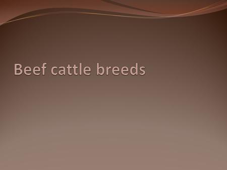 Beef cattle breeds.