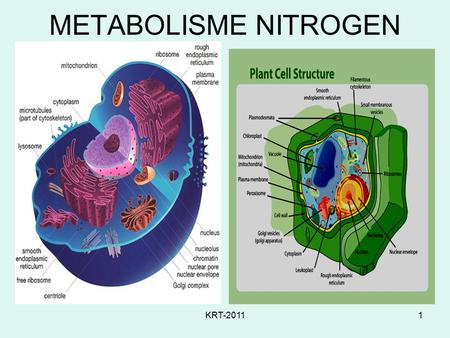 KRT-20111 METABOLISME NITROGEN KRT-20112 What is Biochemistry ? Biokimia  kimia terapan yang mempelajari proses2 biologis pada taraf cellular dan molecular.