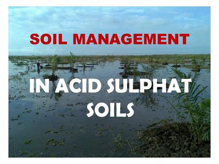 SOIL MANAGEMENT IN ACID SULPHAT SOILS.