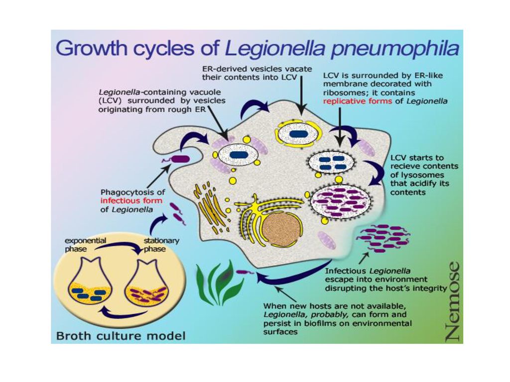 Legionella pneumophila. Легионелла пневмофилия. Легионелла пневмофила патогенез. Факторы патогенности легионелл. Легионеллез презентация.