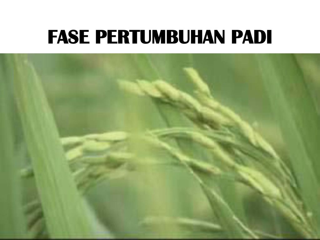 Penyerbukan Padi – Sinau