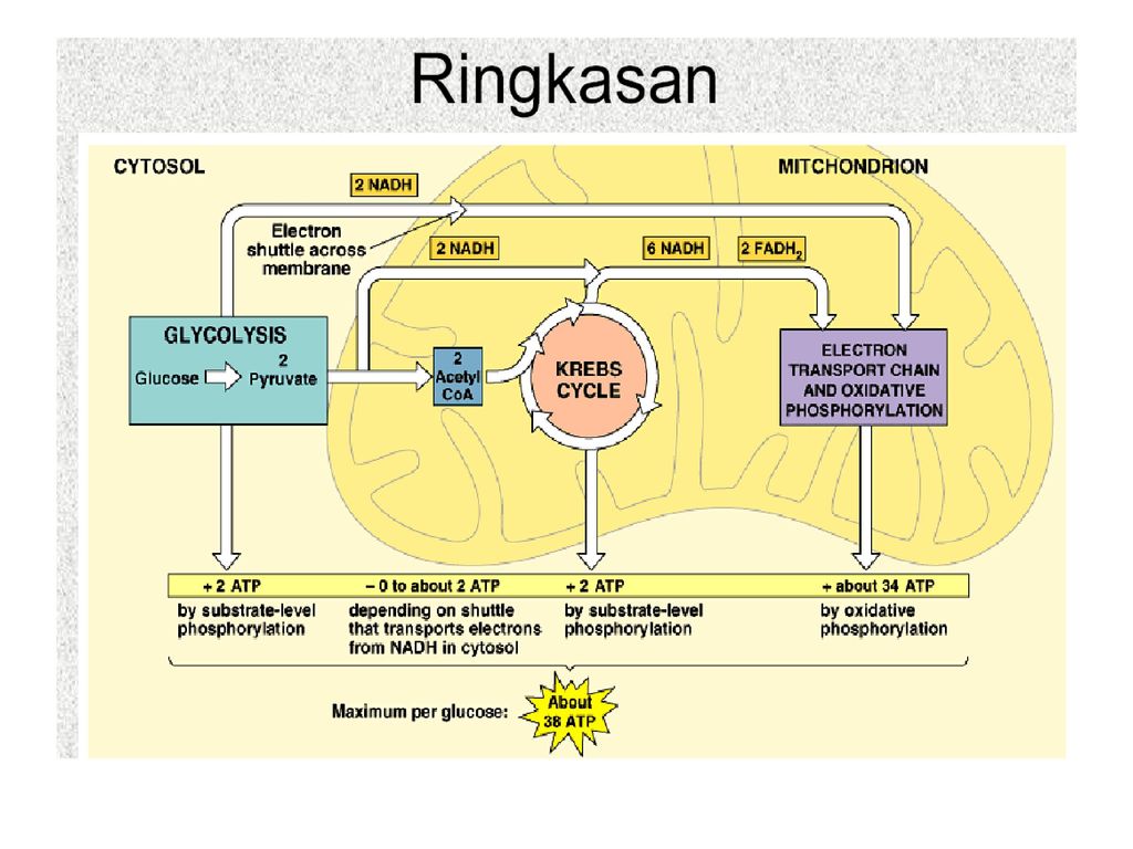 Клеточное дыхание последовательность процессов. Cellular respiration ATP. Cellular. Cellular respiration presentation. Cellular Level.