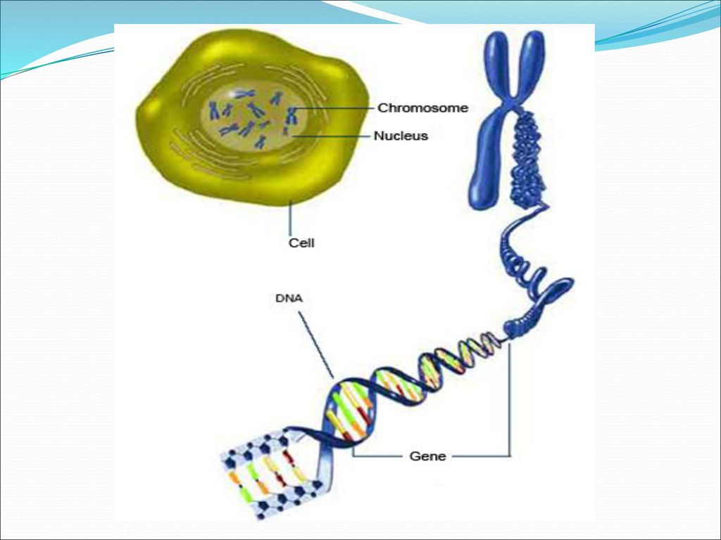 Клетка ядро хромосома днк. Клеточное ядро хромосомы. How x chromosome is inherited. A Section of a chromosome that has genetic information for one trait.