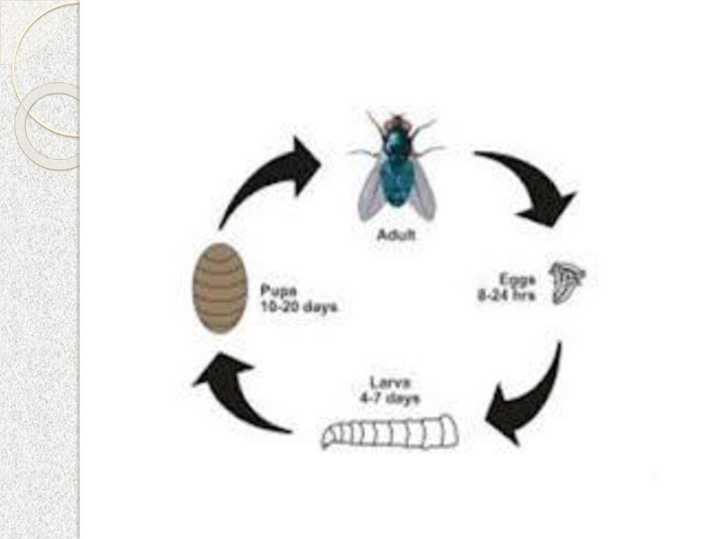 Тип превращения мухи. Жизненный цикл насекомых схема. Цикл развития комнатной мухи. Комнатная Муха жизненный цикл. Цикл развития комнатной мухи схема.