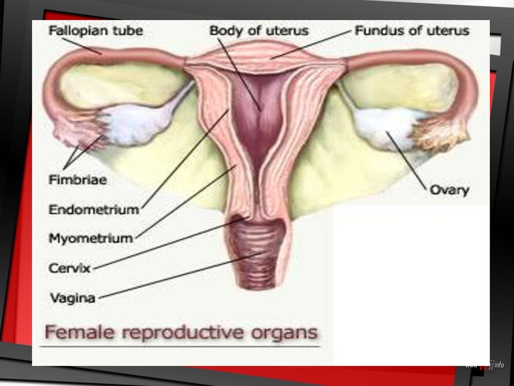 Peristiwa pelepasan sel telur dari ovarium disebut ….