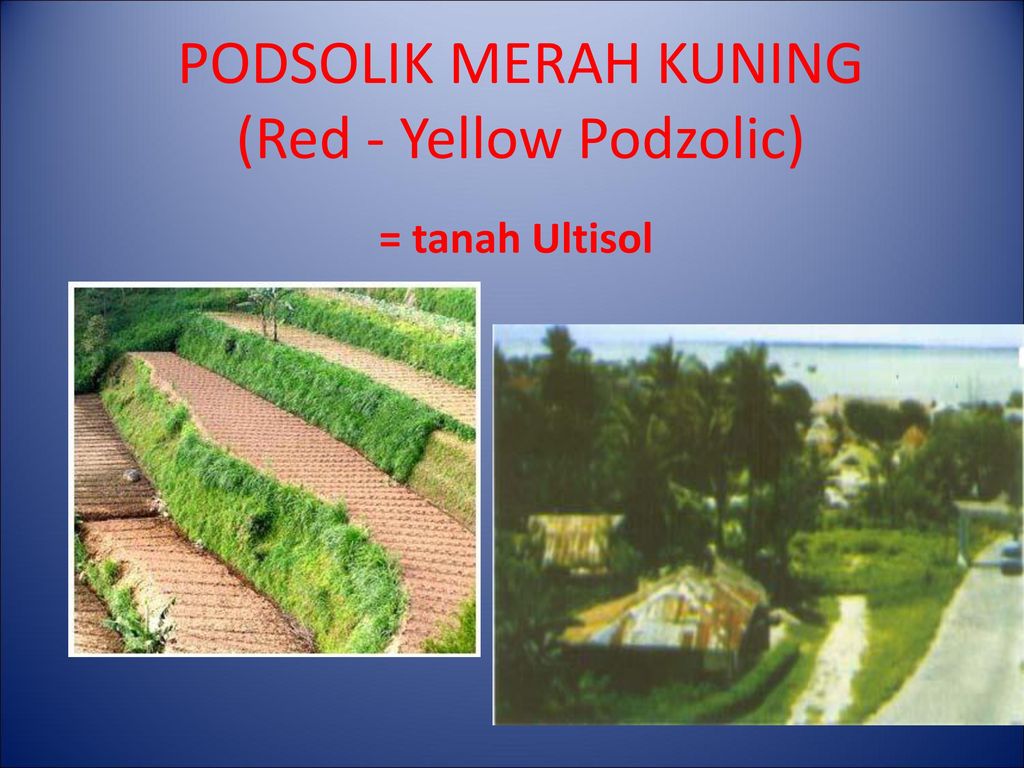 Podsolik adalah tanah warna Tanah Podsolik