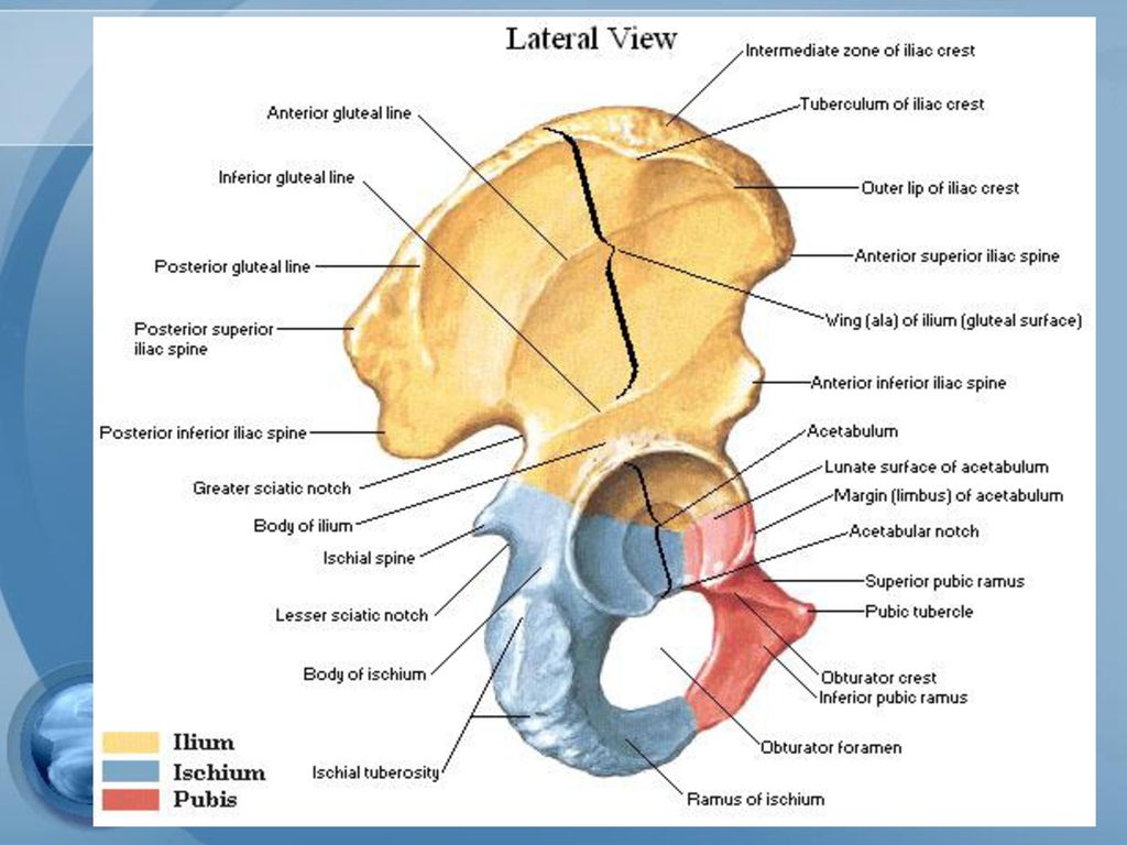 Intermediate Zone of Iliac Crest