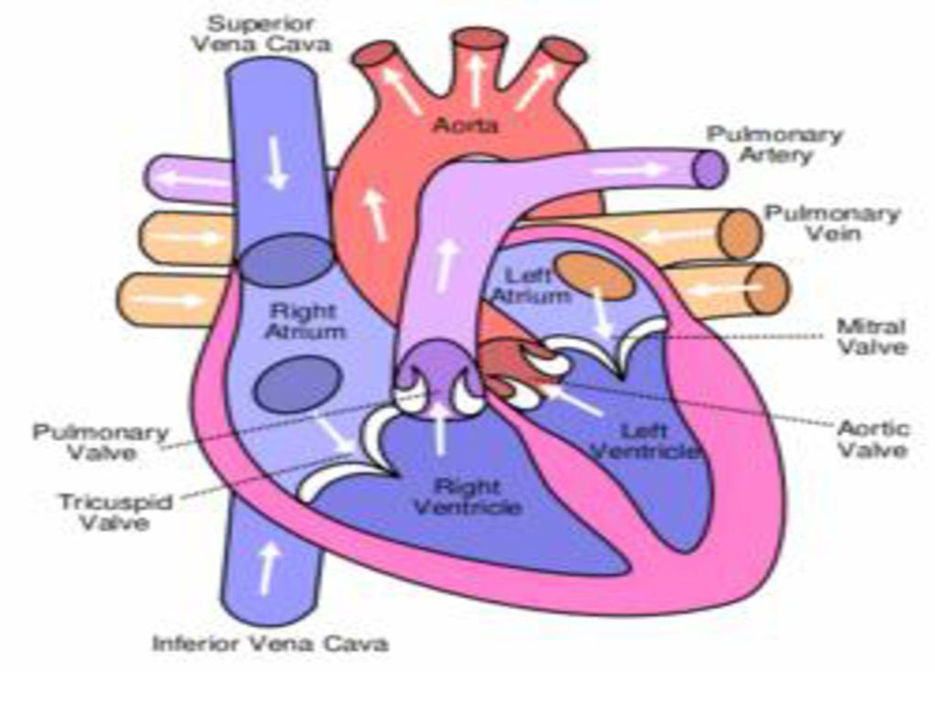 Аорта верхняя полая вена. Биомеханика сердечного цикла. Harrison's Pulmonary. Map of the Heart.