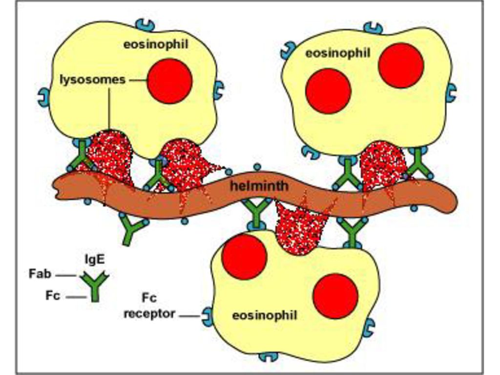 IGE. АС -receptors of eosinophil.