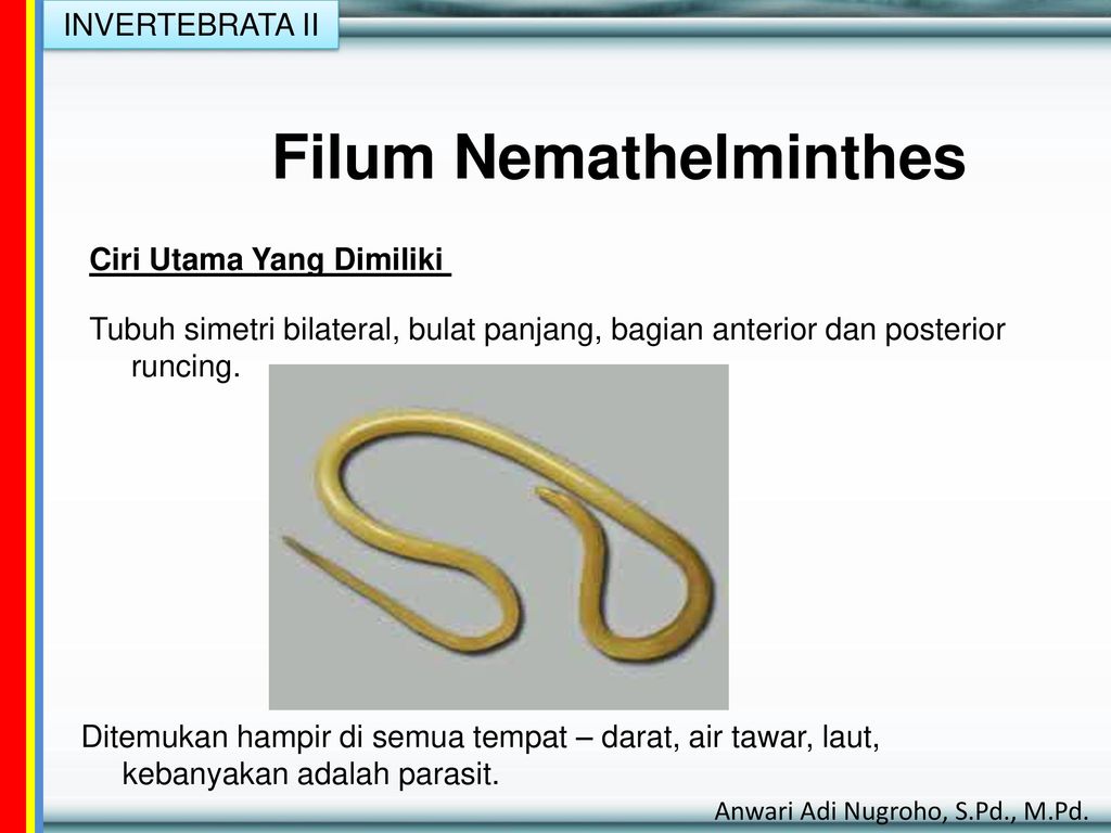 Contoh nemathelminthes yang parasit pada manusia