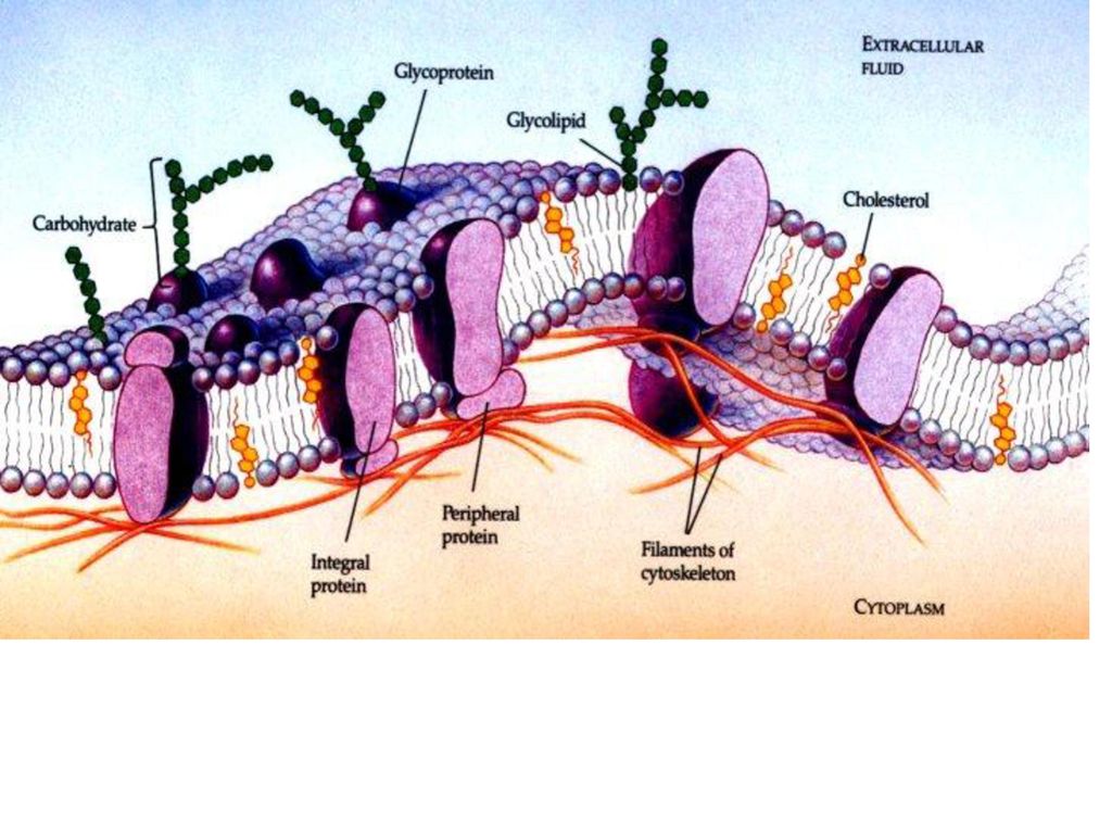 Модель мембраны клетки. Клеточная цитоплазматическая мембрана. Цитоплазматические мембраны и оболочка клетки. Строение цитоплазматической мембраны клетки. Строение цитоплазматической мембраны.