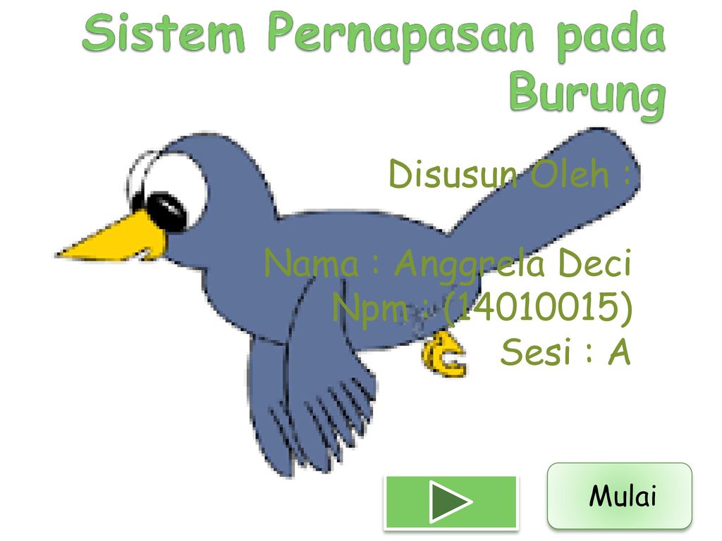 Sistem Pernapasan Pada Burung Ppt Download