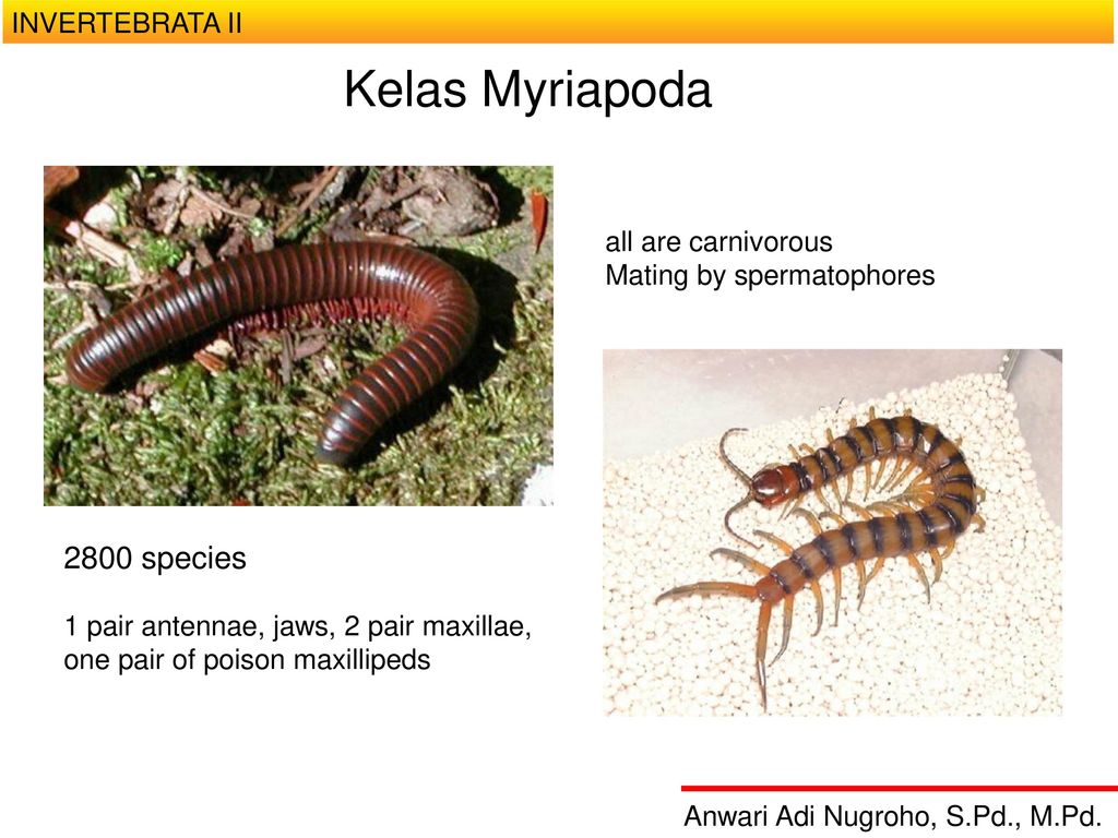 Hewan kelompok myriapoda yang hidup di sampah daun adalah