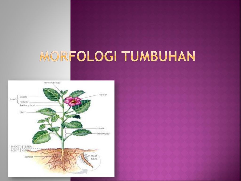 Morfologi Tumbuhan Ppt Download