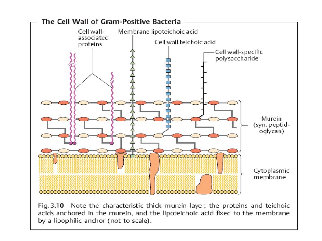 Клеточная стенка бактерий. Клеточная стенка грамположительных бактерий. Структура стенки грамположительных бактерий. Структура клеточной стенки грамположительных. Структура клеточной стенки грамположительные бактерии.