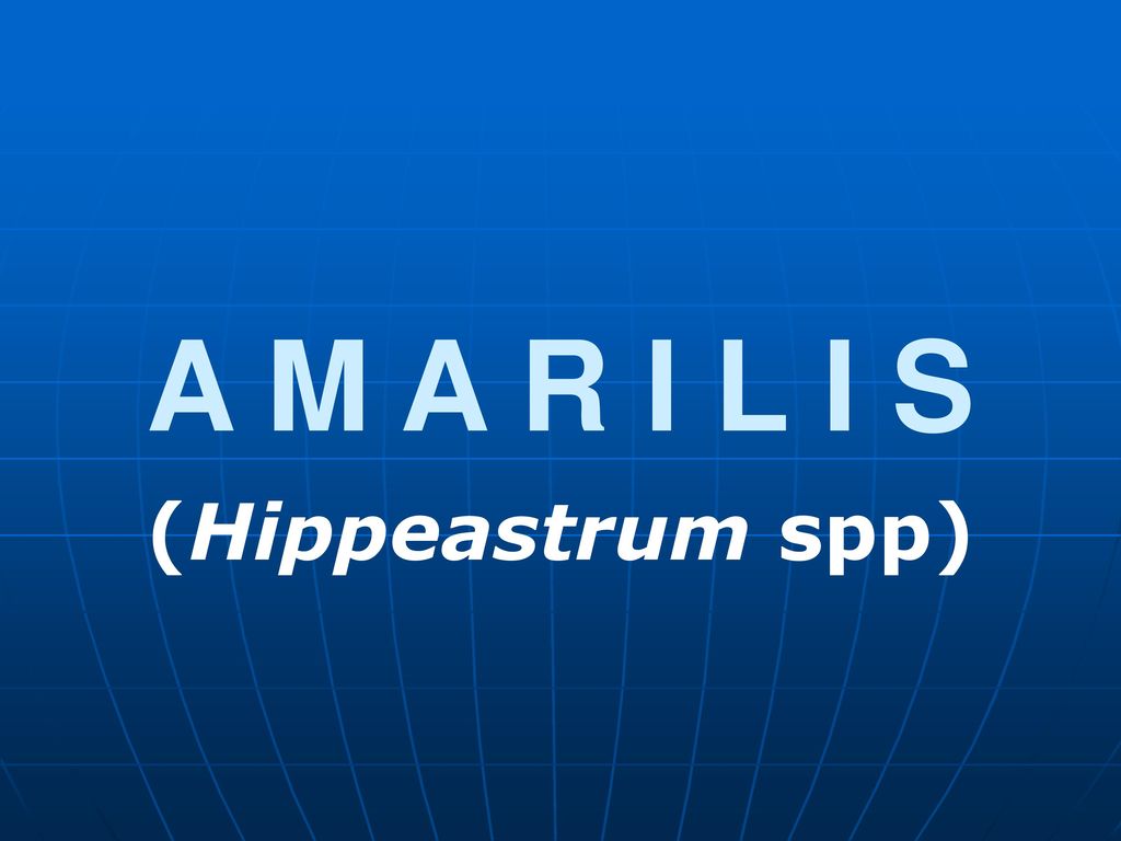 A M A R I L I S (Hippeastrum spp). - ppt download