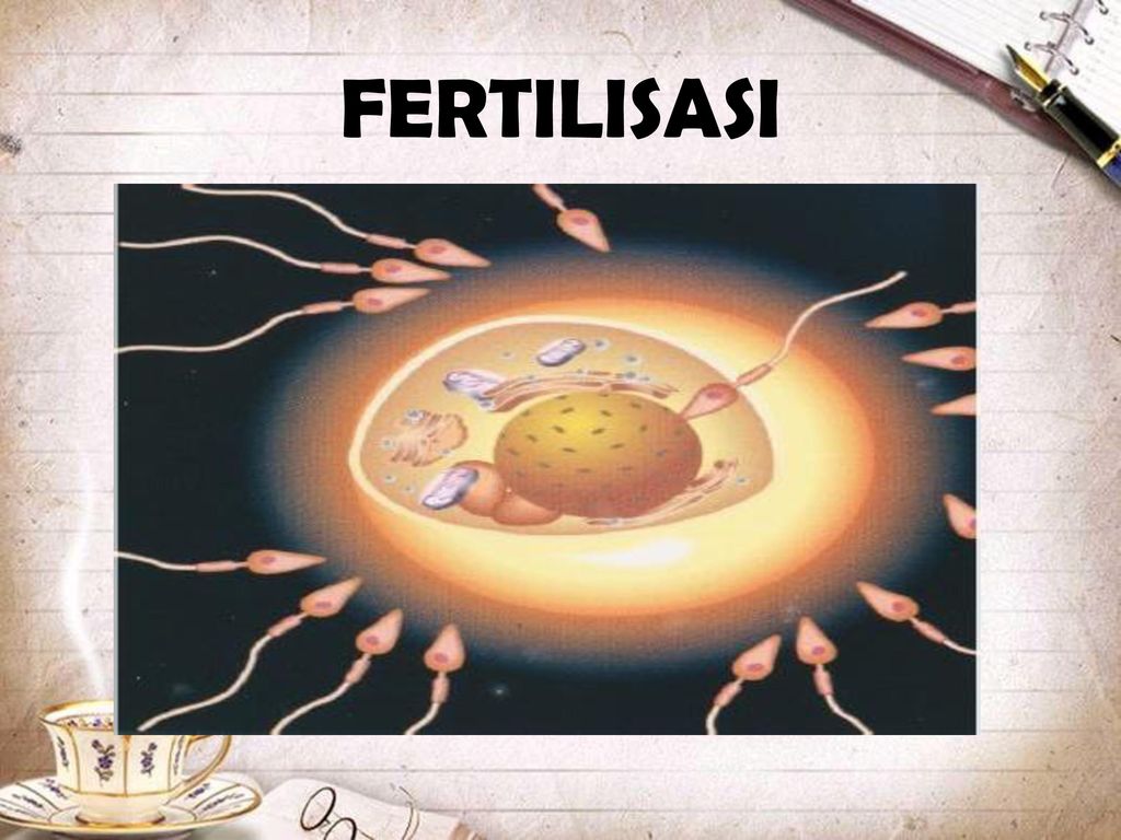 Peristiwa yang terjadi selama fertilisasi pada hewan adalah ....