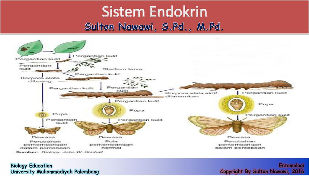 Dalam endokrin organ kelenjar Sistem Kelenjar: