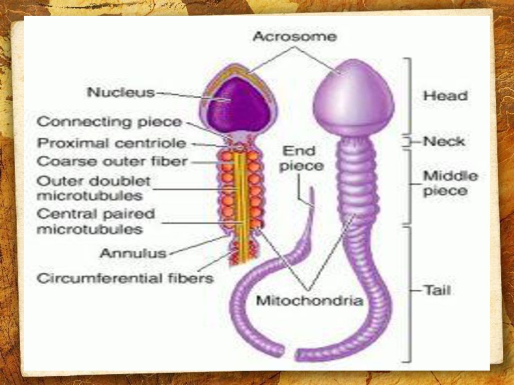 Akan spermatosit sel pada pertama menjadi membelah primer meiosis Reproduksi Sel